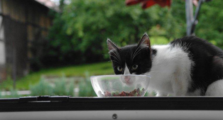 Quando il mio gattino può iniziare a mangiare cibo per adulti?