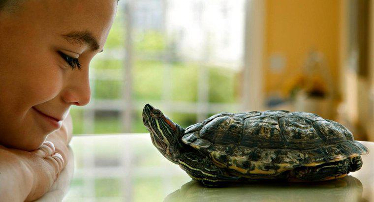 Quanto tempo vivono le tartarughe domestiche?