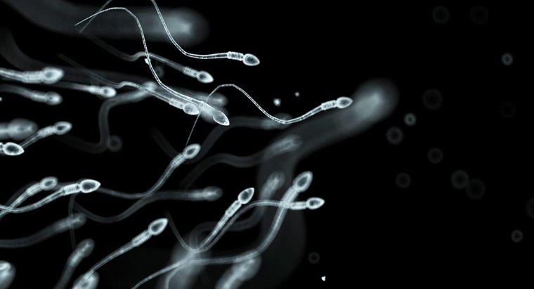 Che cosa sono gli spermatozoi?