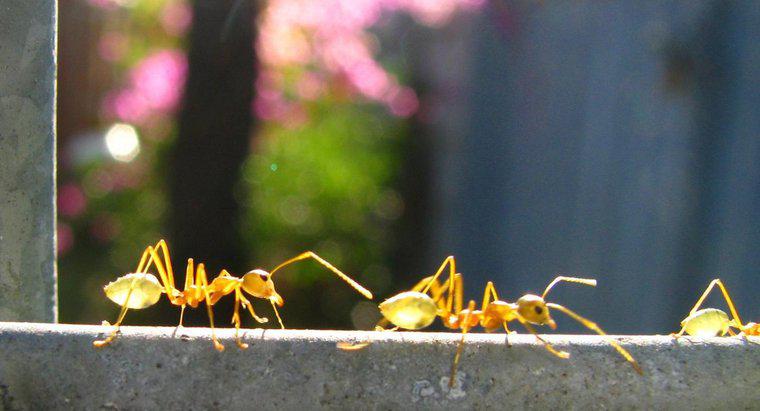Quanto pesano le formiche?