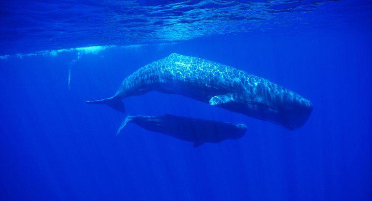 Qual è il nome di una balena femmina?