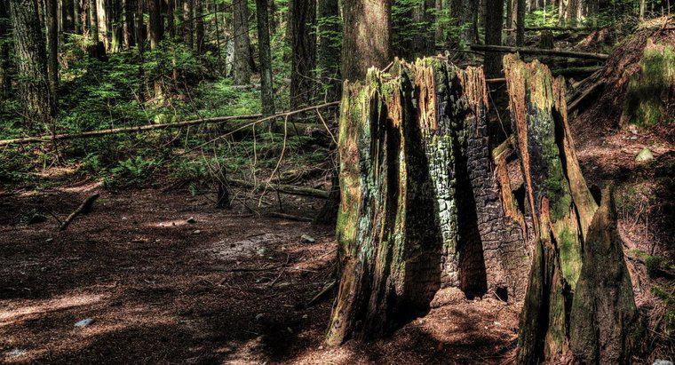 Come rimuovi un tronco d'albero?