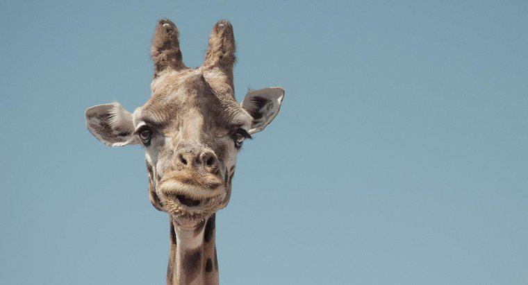 Cos'è una giraffa pigmea?