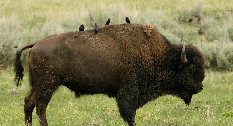 Qual è la simbiosi tra un Cowbird e un bisonte?
