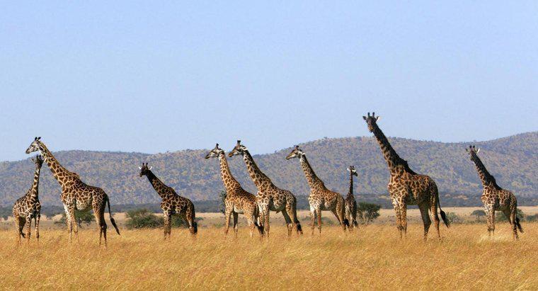 Come chiamate un gruppo di giraffe?
