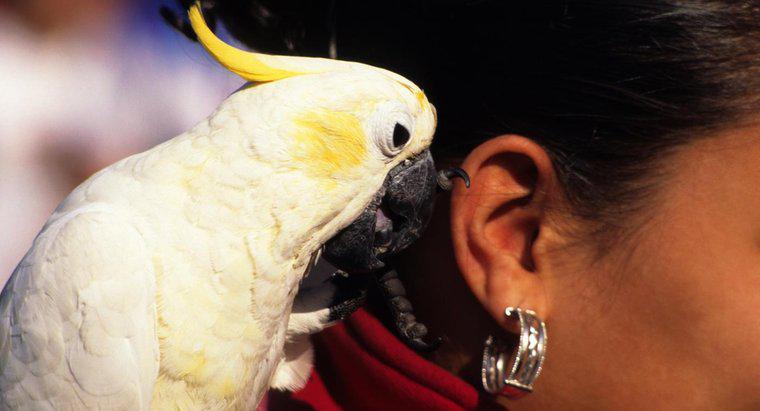 Come parlano i pappagalli?