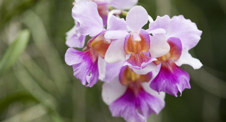 Qual è il significato di un'orchidea?