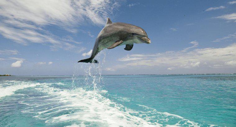 In che cosa vivono i delfini?