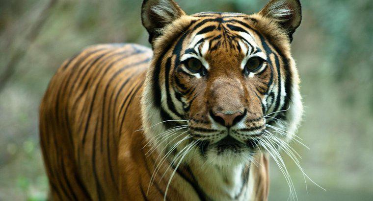 Perché le tigri sono a rischio di estinzione?