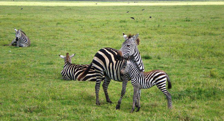 Come sono nate le zebre?