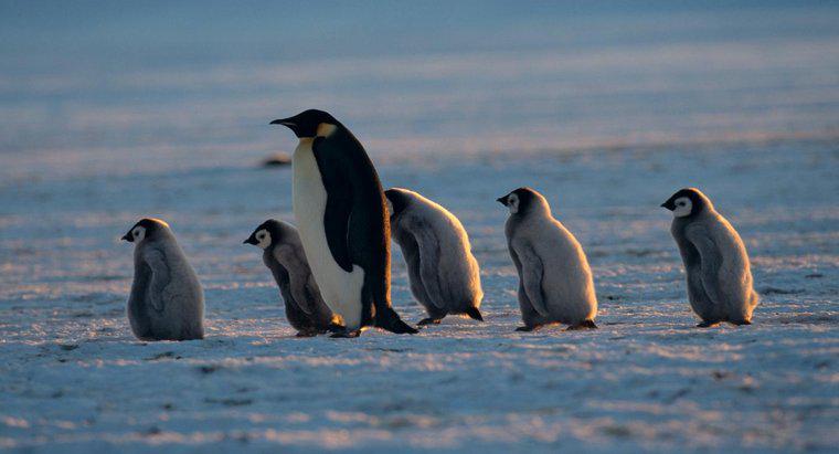 Come si chiama un pinguino di madre?