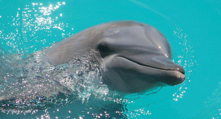 Quanto tempo vivono i delfini?