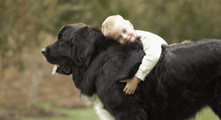 Quali sono alcuni cani delicati giganti?