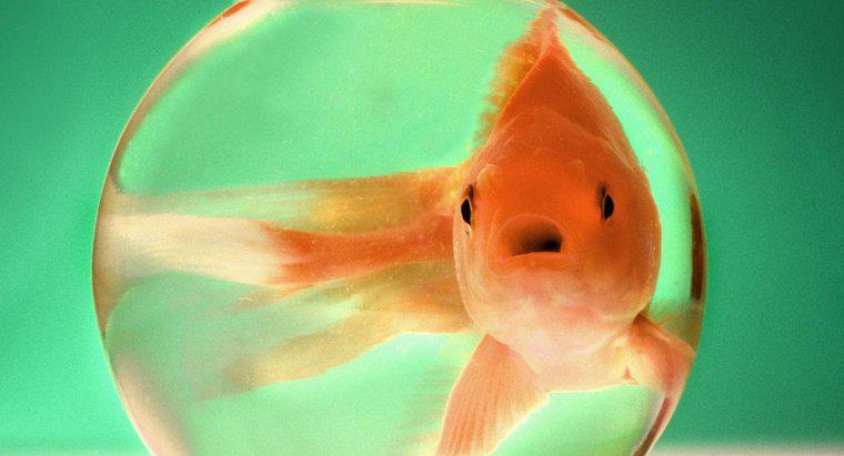 Quanto cresce il pesce rosso?