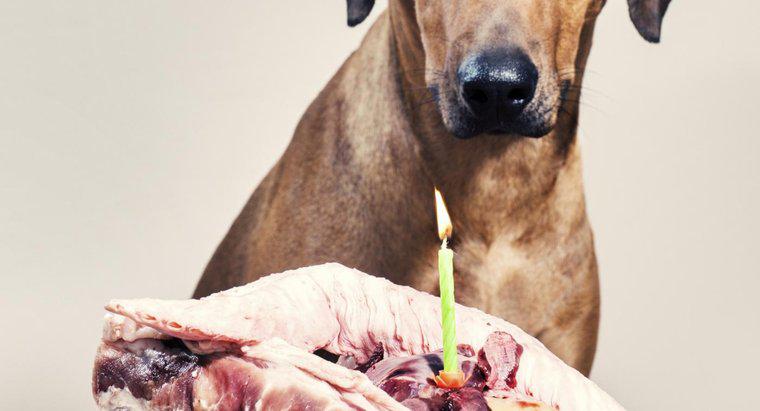 I cani possono mangiare costolette?
