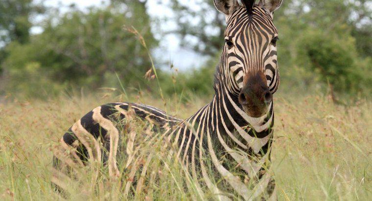 Cosa mangia una zebra?