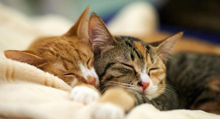 Quale percentuale del loro giorno i gatti trascorrono dormendo?