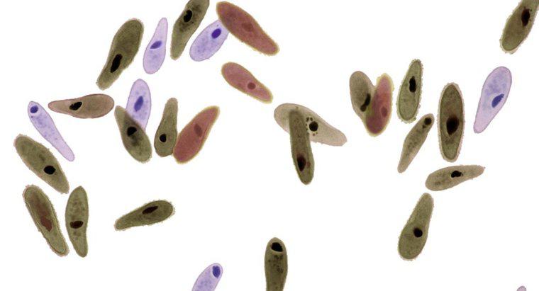 Quali malattie sono causate da Paramecium?