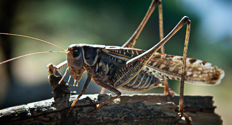 Cosa mangiano le locuste?