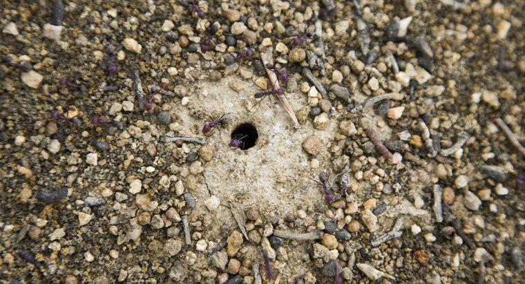 Dove vivono le formiche?