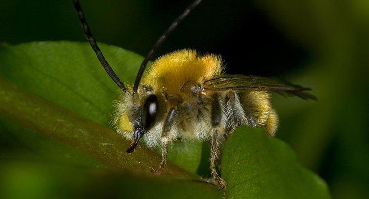 Come puoi identificare vespe e calabroni?