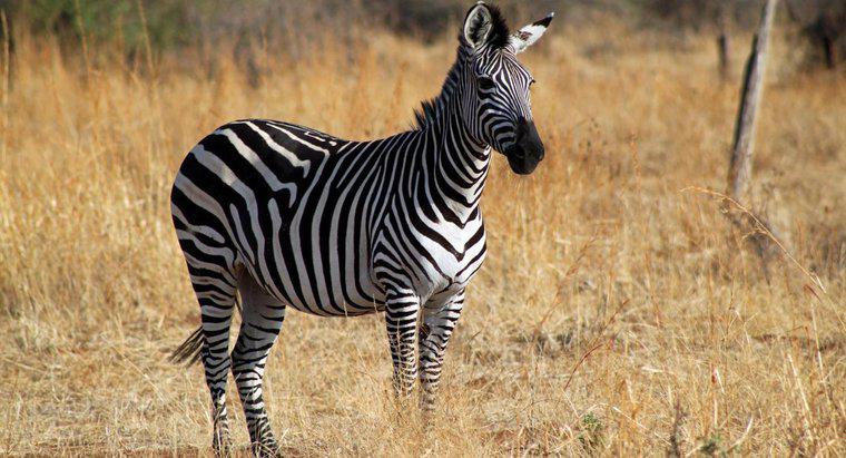 Che suono fa una zebra?