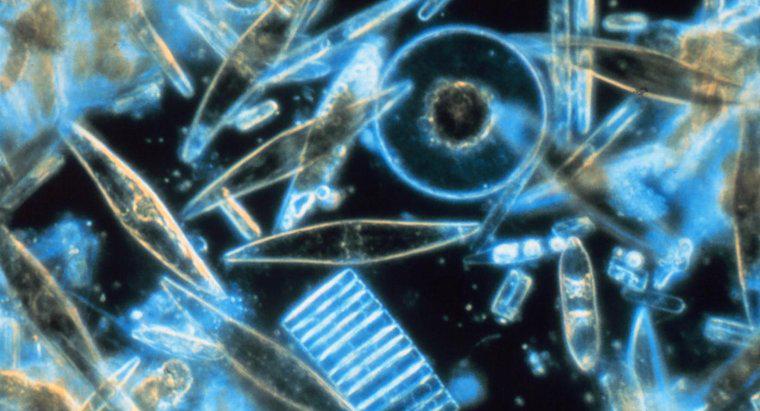 Come si combinano le diatomee e le dinoflagellate?