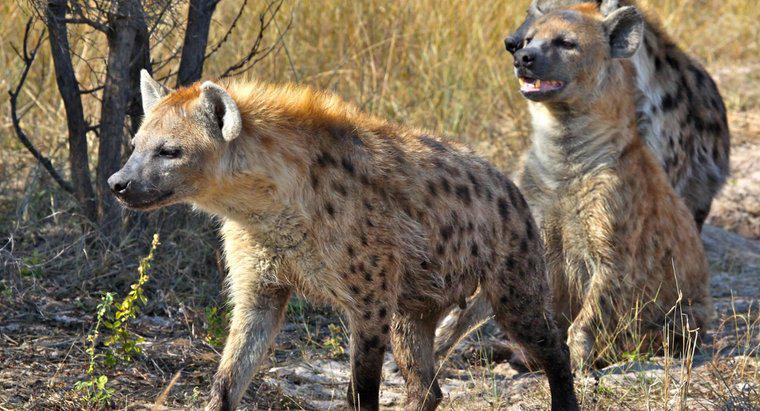 Quali sono alcuni dei predatori della iena?