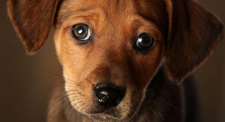 Quali sono alcuni sintomi dell'insufficienza cardiaca congestizia nei cani?