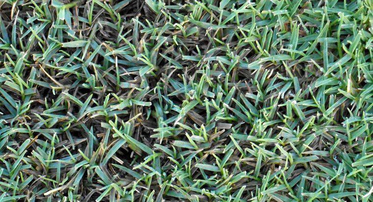 Qual è il miglior fertilizzante per Bermuda Grass?