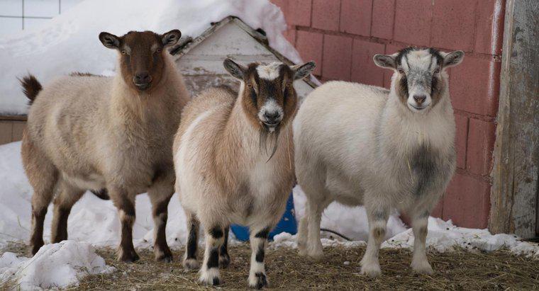 Dove puoi trovare le mini capre pigmee disponibili per la vendita?