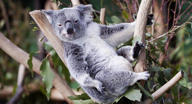 Dove vivono i Koala Bears?