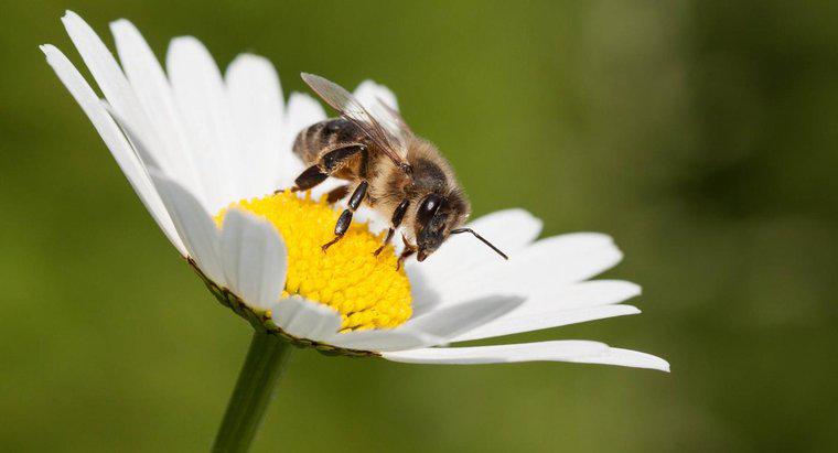 Quanto tempo vivono le api in diretta?