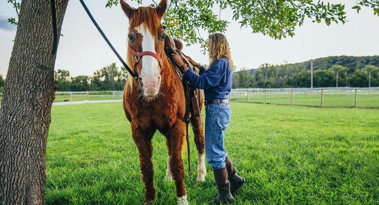 Quanto costa generalmente comprare e tenere un cavallo?