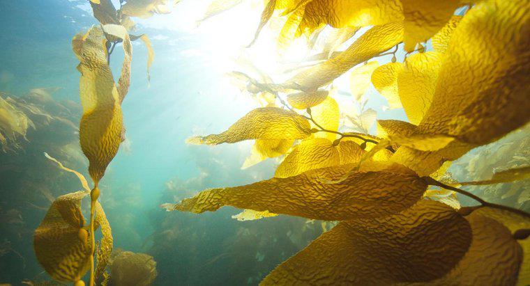 Cos'è il caviale Kelp?