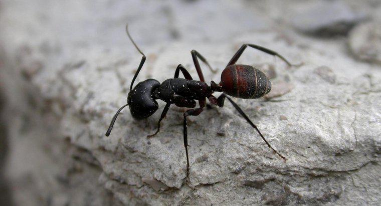 Quante gambe hanno le formiche?