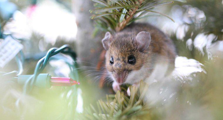 I topi sono allergici alla menta piperita?