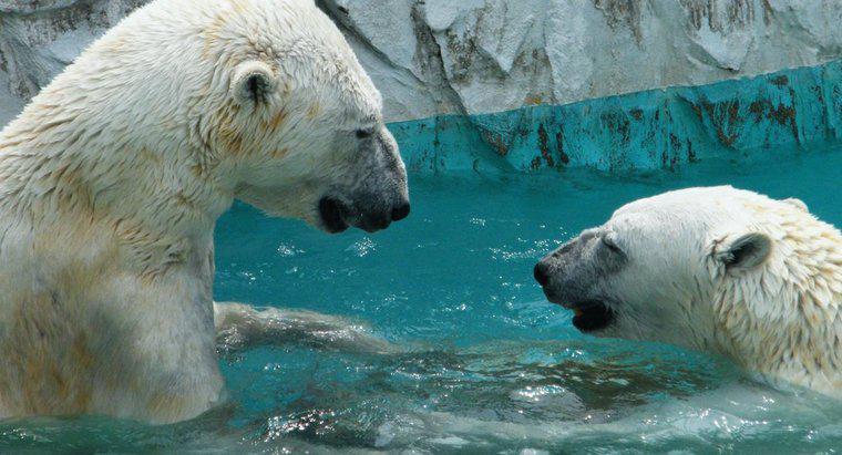 Polar Bears Live al Polo Nord?