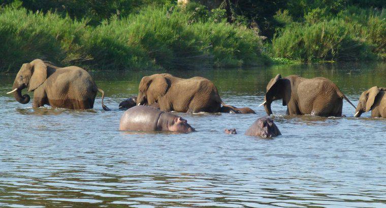 Chi vince in una lotta tra ippopotamo e gli elefanti?