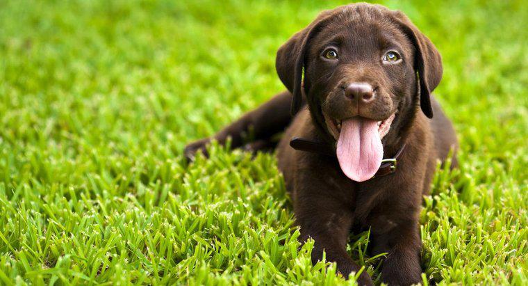 Quali sono le caratteristiche di un piccolo Labrador Retriever?