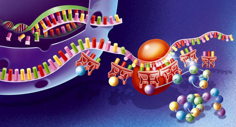 Cos'è la sintesi proteica?