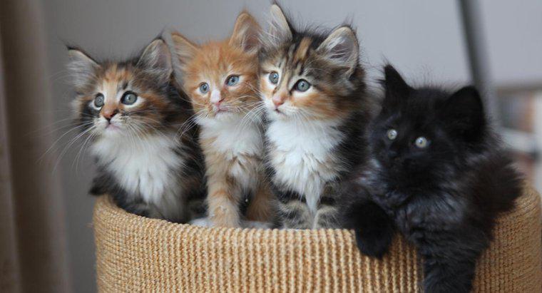 Come puoi sapere quali gattini hanno i peli lunghi?