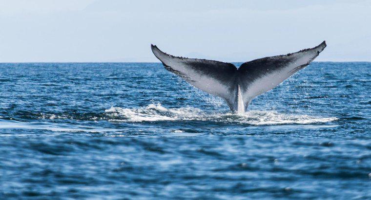 Quanto sono sopravvissute le balene sulla Terra?