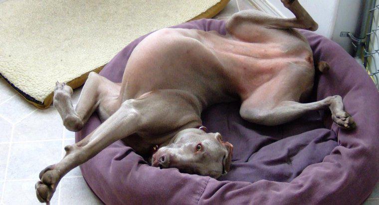 Perché i cani graffiano i loro letti prima di sdraiarsi?