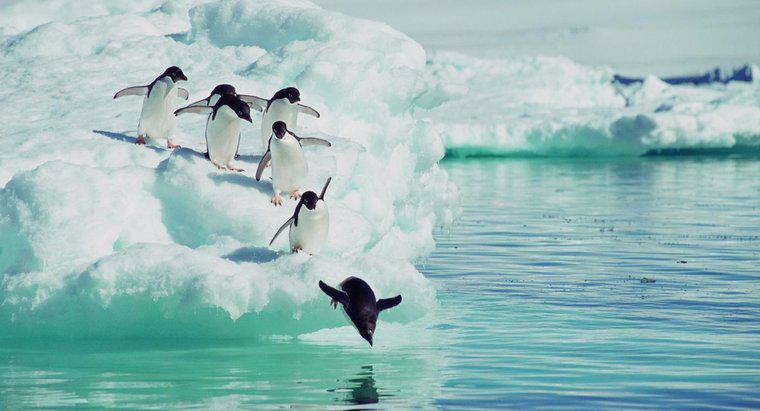 Quali animali mangiano i pinguini?
