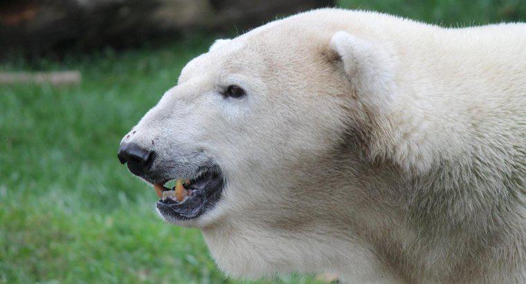 Quanto tempo vivono gli orsi polari?