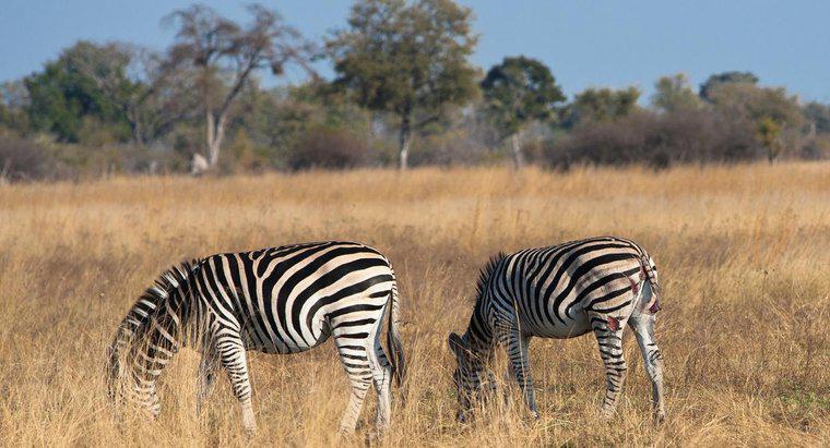 Qual è la nicchia della Zebra africana?