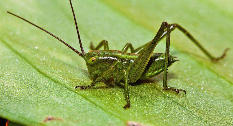 Dove si trovano le orecchie di un cricket?