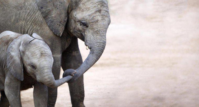 Quanto un elefantino pesa alla nascita?