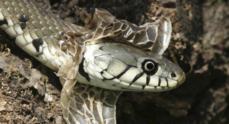 Quanto spesso si liberano i serpenti?